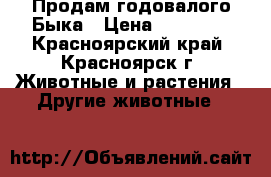 Продам годовалого Быка › Цена ­ 40 000 - Красноярский край, Красноярск г. Животные и растения » Другие животные   